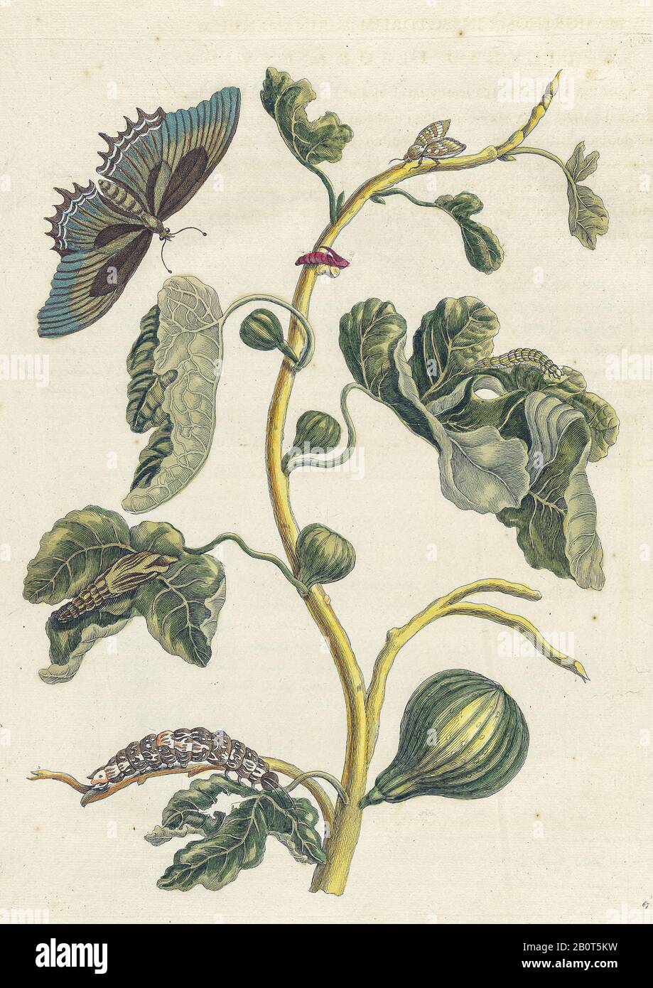 Plante et papillon de Metamorphosis insectorum Surinamensium (insectes du Surinam) un livre de Maria Sibylla Merian de couleur manuelle du XVIIIe siècle publié Banque D'Images