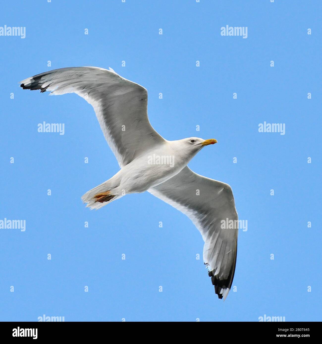 Mouette dans le ciel bleu Banque D'Images