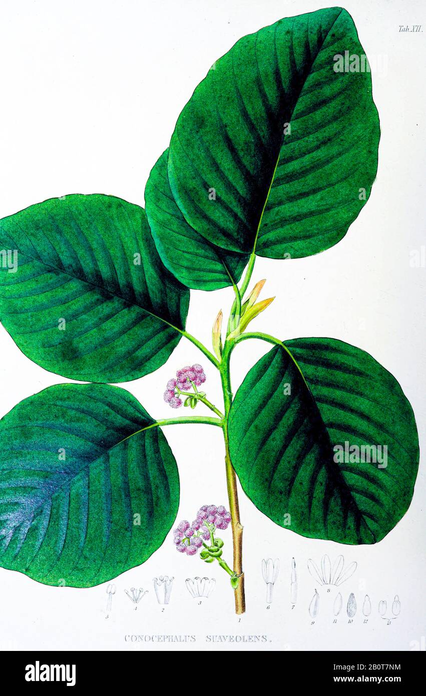 Conocephalus Suaveolens du manuscrit du XIXe siècle 'Plantae Javanicae rariores, descriptae iiibibusque Illustrator, quas in insula Java, annis 1802-1818' (Java plants, Description des plantes sur l'île de Java) par Horsfield, Thomas, 1773-1859 Publié en latin à Londres en 1838 Banque D'Images