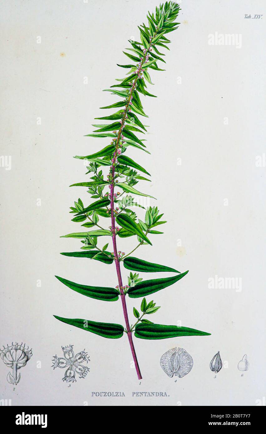 Pouzolzia pentandra du manuscrit du XIXe siècle 'Plantae Javanicae rariores, descriptae iiibusque Illustrator, quas in insula Java, annis 1802-1818' (Java plants, Description des plantes sur l'île de Java) de Horsfield, Thomas, 1773-1859 Publié en latin à Londres en 1838 Banque D'Images