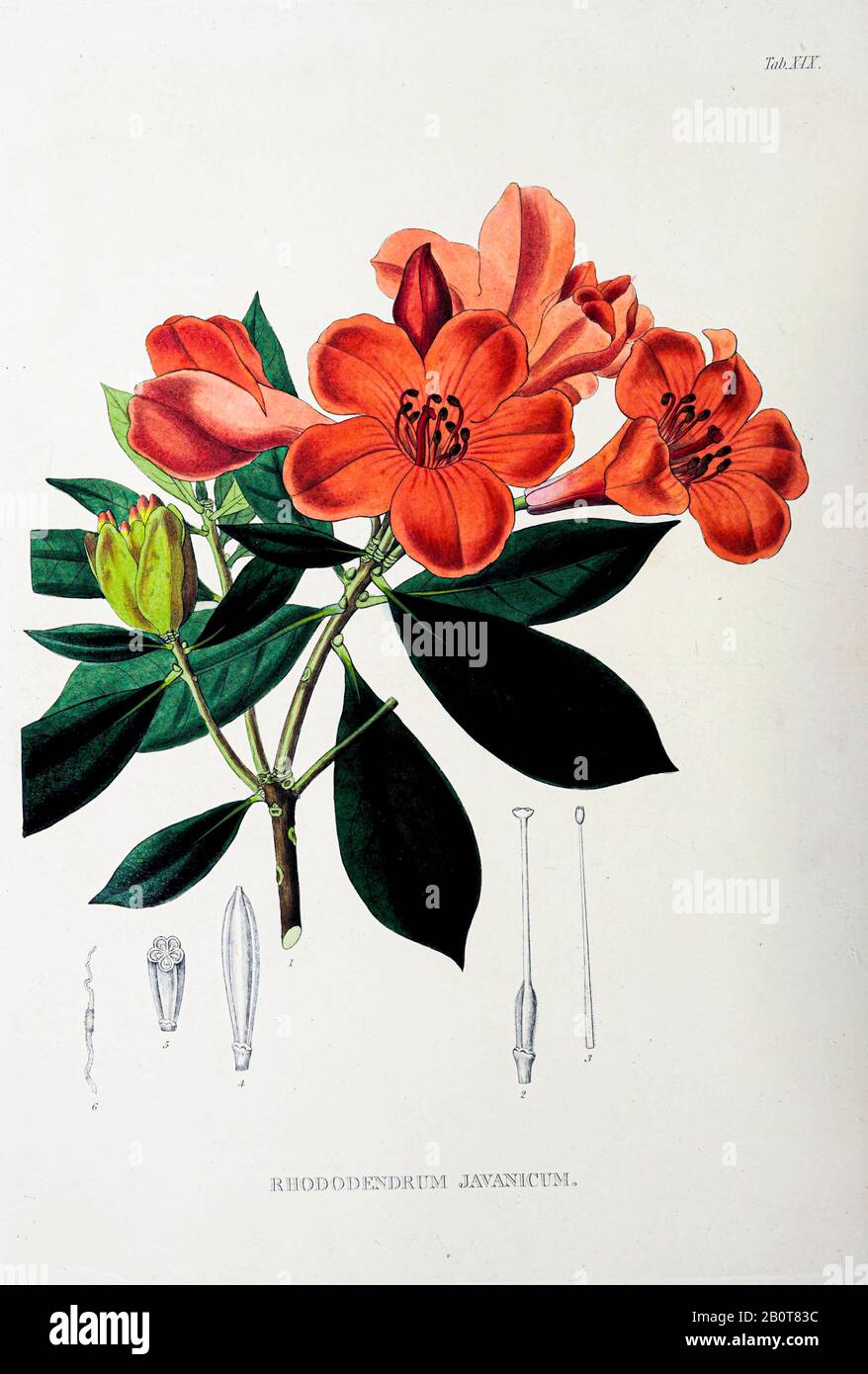 Rhododendrum javanicum (Rhododendron javanicum) du manuscrit du XIXe siècle 'Plantae Javanicae rariores, descriptae iiibusque Illustrator, quas in insula Java, annis 1802-1818' (plantes Java, Description des plantes sur l'île de Java) par Horsfield Thomas, 1773-1859 Publié en latin 1838 Banque D'Images
