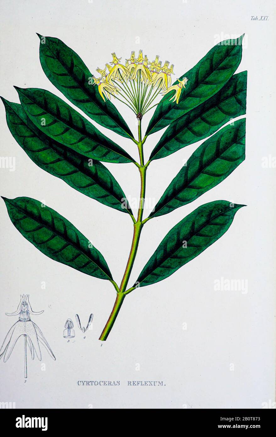 Hoya multiflora (Syn Cyrtoceras réflexum) du manuscrit du XIXe siècle 'Plantae Javanicae rariores, descriptae iiibusque Illustrator, quas in insula Java, annis 1802-1818' (Java plants, Description des plantes sur l'île de Java) par Horsfield, Thomas, 1773-1859 Publié à Londres en 1838 Banque D'Images