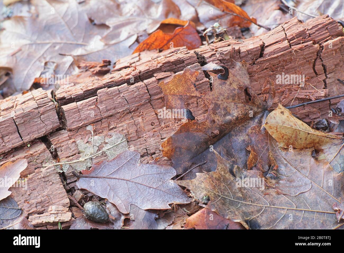 Champignon de la pourriture brune décomposant l'hémicellulose et la cellulose et présentant la fracture cubique typique Banque D'Images