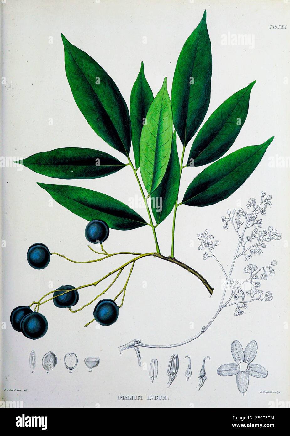 Dialium indum, le tamarin-prune du manuscrit du XIXe siècle 'Plantae Javanicae rariores, descriptae iiiibusque Illustrator, quas in insula Java, annis 1802-1818' (Java plants, Description des plantes sur l'île de Java) de Horsfield, Thomas, 1773-1859 Publié à Londres en 1838 Banque D'Images