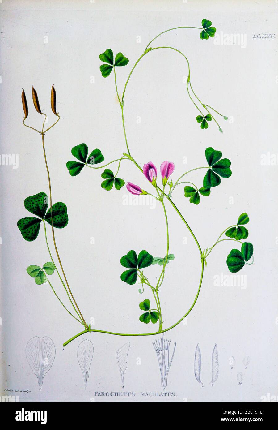 Parochetus maculatus du manuscrit du XIXe siècle 'Plantae Javanicae rariores, descriptae iiibique Illustrator, quas in insula Java, annis 1802-1818' (Java plants, Description des plantes sur l'île de Java) de Horsfield, Thomas, 1773-1859 Publié en latin à Londres en 1838 Banque D'Images