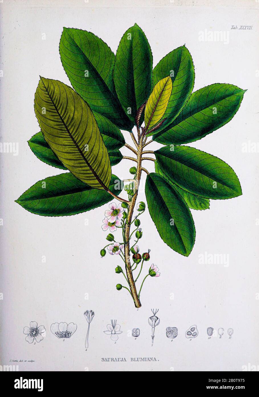 Sauruauja blumiana (Sauruia blumiana) du manuscrit du XIXe siècle 'Plantae Javanicae rariores, descriptae iiibusque Illustrator, quas in insula Java, annis 1802-1818' (plantes Java, Description des plantes sur l'île de Java) de Horsfield Thomas, 1773-1859 Publié en latin 1838 Banque D'Images