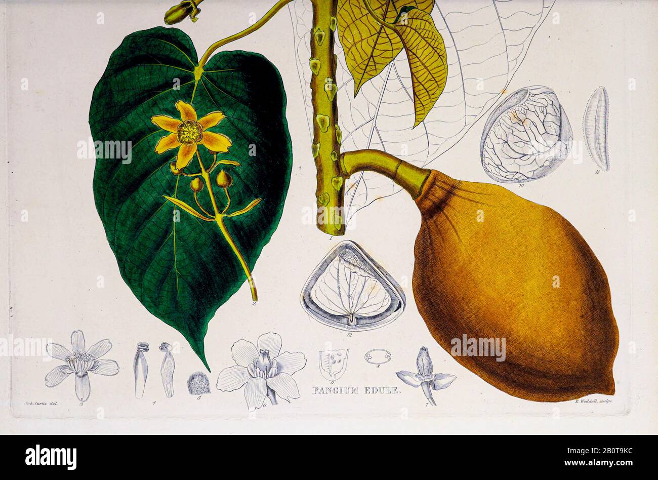 Fruit toxique du Pangium edule arbre du manuscrit du XIXe siècle 'Plantae Javanicae rariores, descriptae iiibusque Illustrator, quas in insula Java, annis 1802-1818' (Java plants, Description des plantes sur l'île de Java) par Horsfield, Thomas, 1773-1859 Publié en latin à Londres en 1838 Banque D'Images
