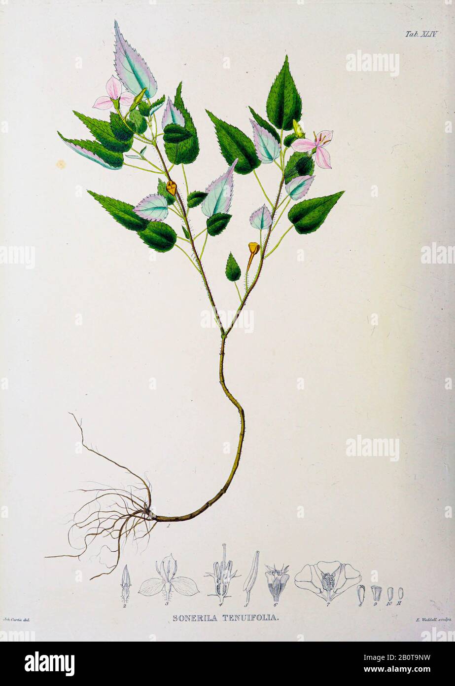 Sonerila tenuifolia du manuscrit du XIXe siècle 'Plantae Javanicae rariores, descriptae iiibusque illustratae, quas in insula Java, annis 1802-1818' (plantes Java, Description des plantes sur l'île de Java) par Horsfield, Thomas, 1773-1859 Publié en latin à Londres en 1838 Banque D'Images