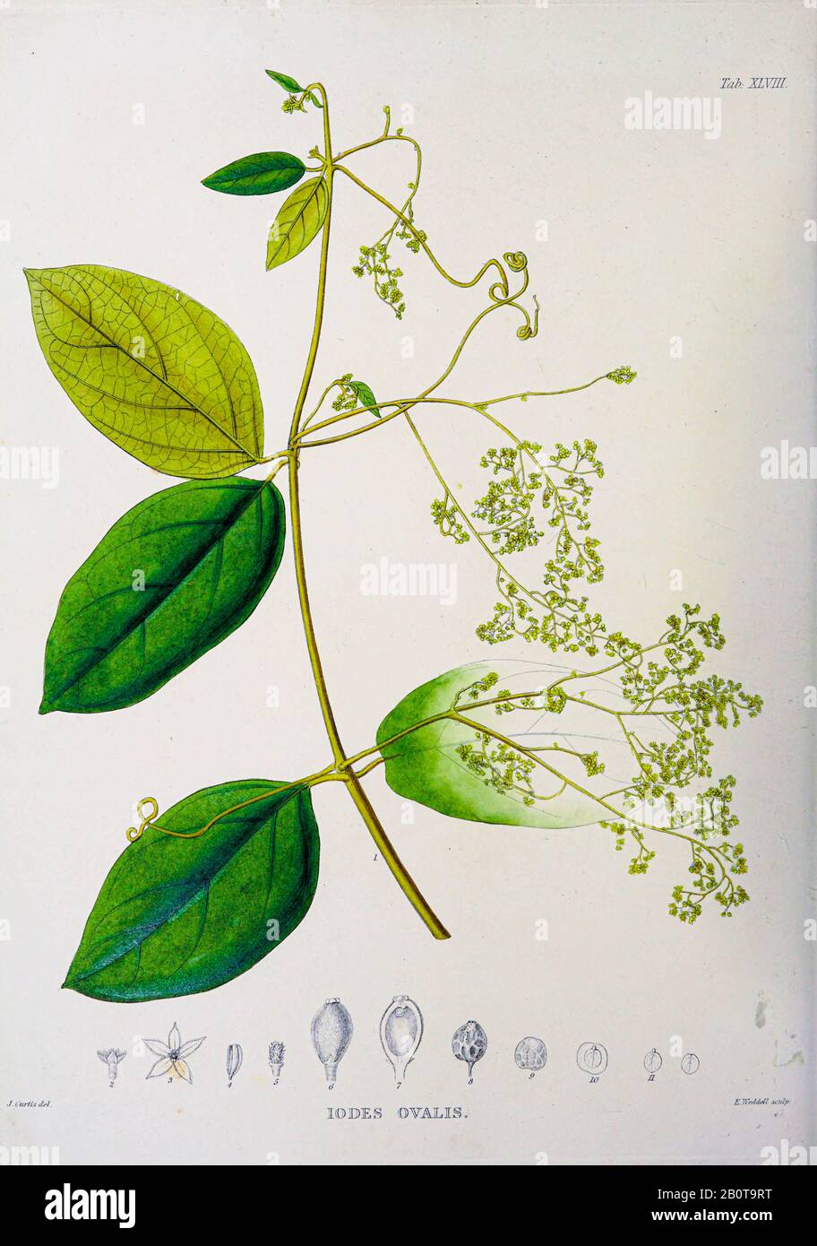 Iodes ovalis du manuscrit du XIXe siècle 'Plantae Javanicae rariores, descriptae iiibusque Illustrator, quas in insula Java, annis 1802-1818' (Java plants, Description des plantes sur l'île de Java) de Horsfield, Thomas, 1773-1859 Publié en latin à Londres en 1838 Banque D'Images