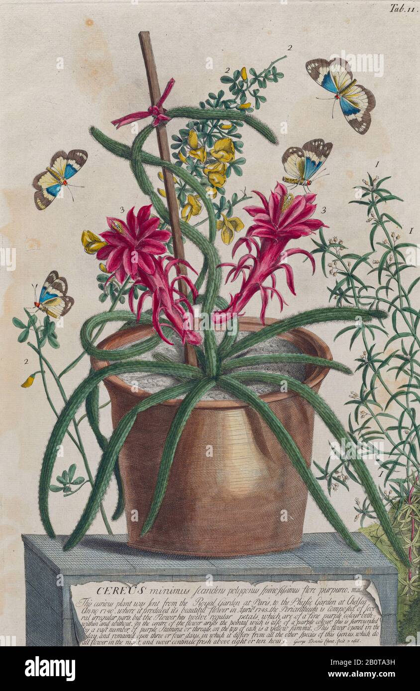 Un cactus fleuri (Cereus) Gravure, imprimé de plantes et de papillons de Plantae et de papilles rariores (plantes rares et papillons) par Ehret, Georg Dionysius, 1708-1770 Publié à Londres en 1748 Banque D'Images
