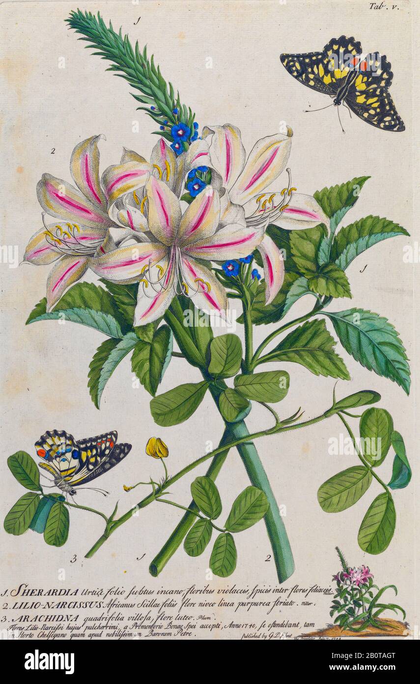 Rose et blanc Lily Engrave, imprimé de plantes et de papillons de Plantae et de papilles rariores (plantes rares et papillons) par Ehret, Georg Dionysius, 1708-1770 Publié à Londres en 1748 Banque D'Images