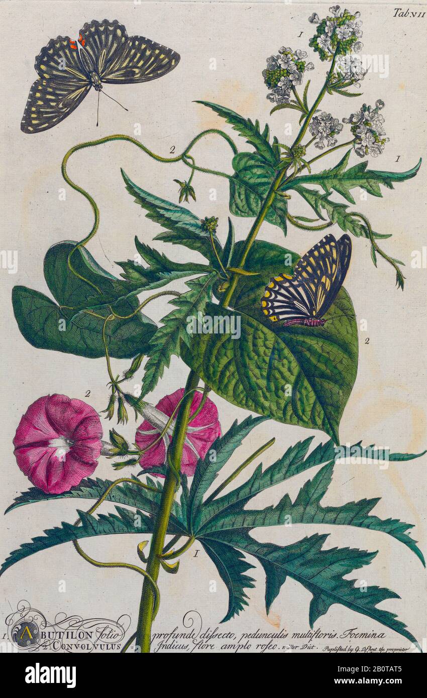 Abutilon Gravure, imprimé de plantes et de papillons de Plantae et de papilles rariores (plantes rares et papillons) par Ehret, Georg Dionysius, 1708-1770 Publié à Londres en 1748 Banque D'Images