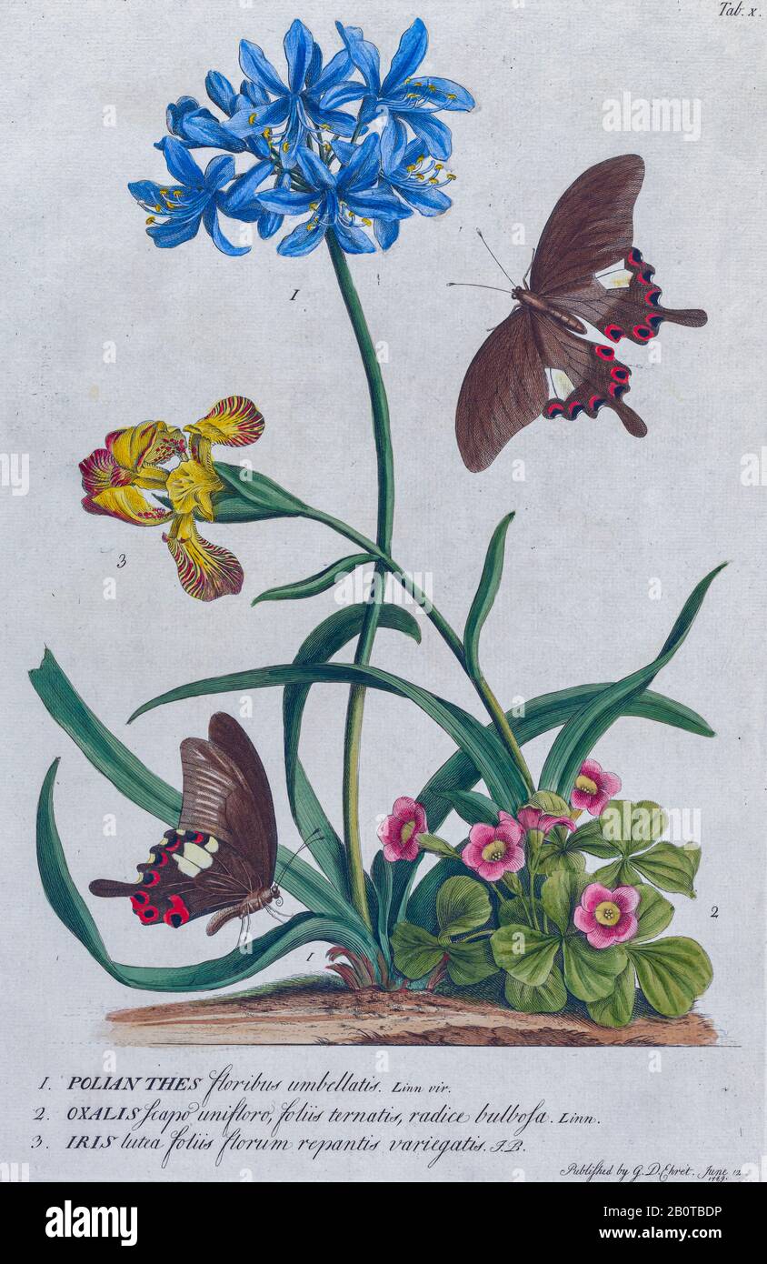 Oxalis et Iris Gravure, imprimé de plantes et de papillons de Plantae et de papilles rariores (plantes rares et papillons) Par Ehret, Georg Dionysius, 1708-1770 Publié à Londres en 1748 Banque D'Images