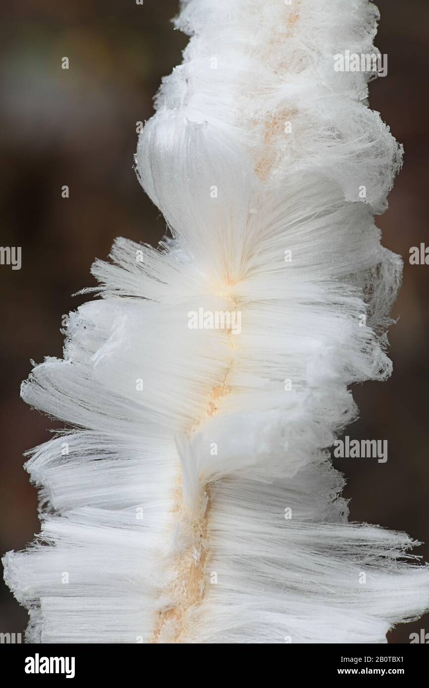 La glace sèche, aussi connu comme la laine ou le givre glace barbe, résulter de la respiration d'un champignon Exidiopsis effusa. Banque D'Images