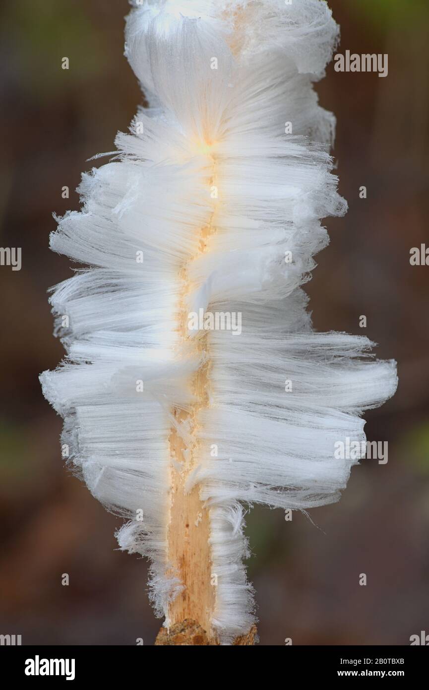 La glace sèche, aussi connu comme la laine ou le givre glace barbe, résultent de l'capillatory Exidiopsis la respiration d'un champignon effusa. Banque D'Images