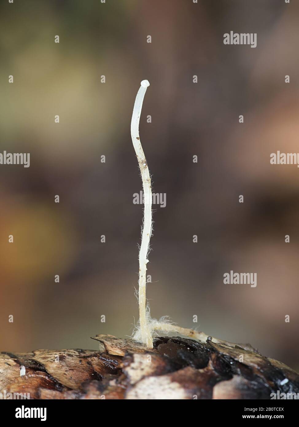 Pousses d'automne de Strombilurus esculentus, connu sous le nom de chapeau de spucecone, champignons sauvages de Finlande Banque D'Images