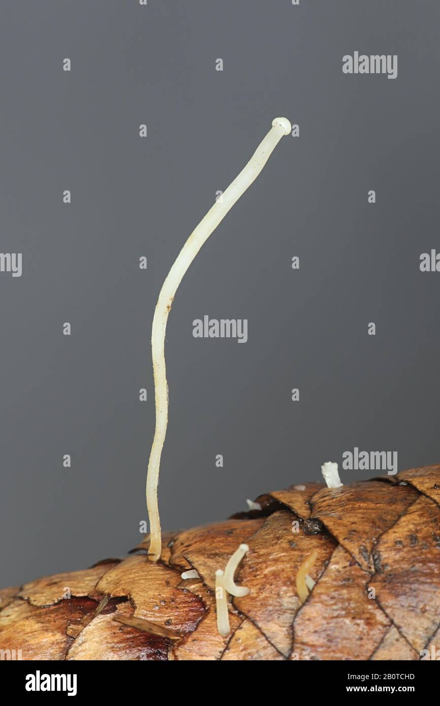 Pousses d'automne de Strombilurus esculentus, connu sous le nom de chapeau de spucecone, champignons sauvages de Finlande Banque D'Images