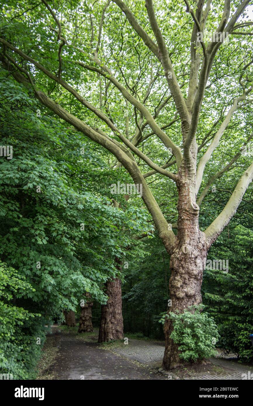 Arbre verdoyant et verdoyant dans le parc de la ville de Witten Banque D'Images