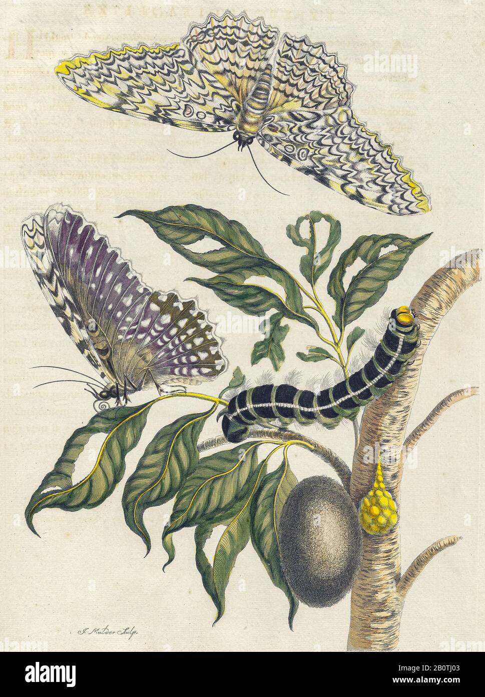 Fruit de la passion (passiflora) fruit, plante et papillon de Metamorphosis insectorum Surinamensium (insectes du Surinam) Livre de Maria Sibylla Merian de couleur manuelle du XVIIIe siècle publié à Amsterdam en 1719 Banque D'Images