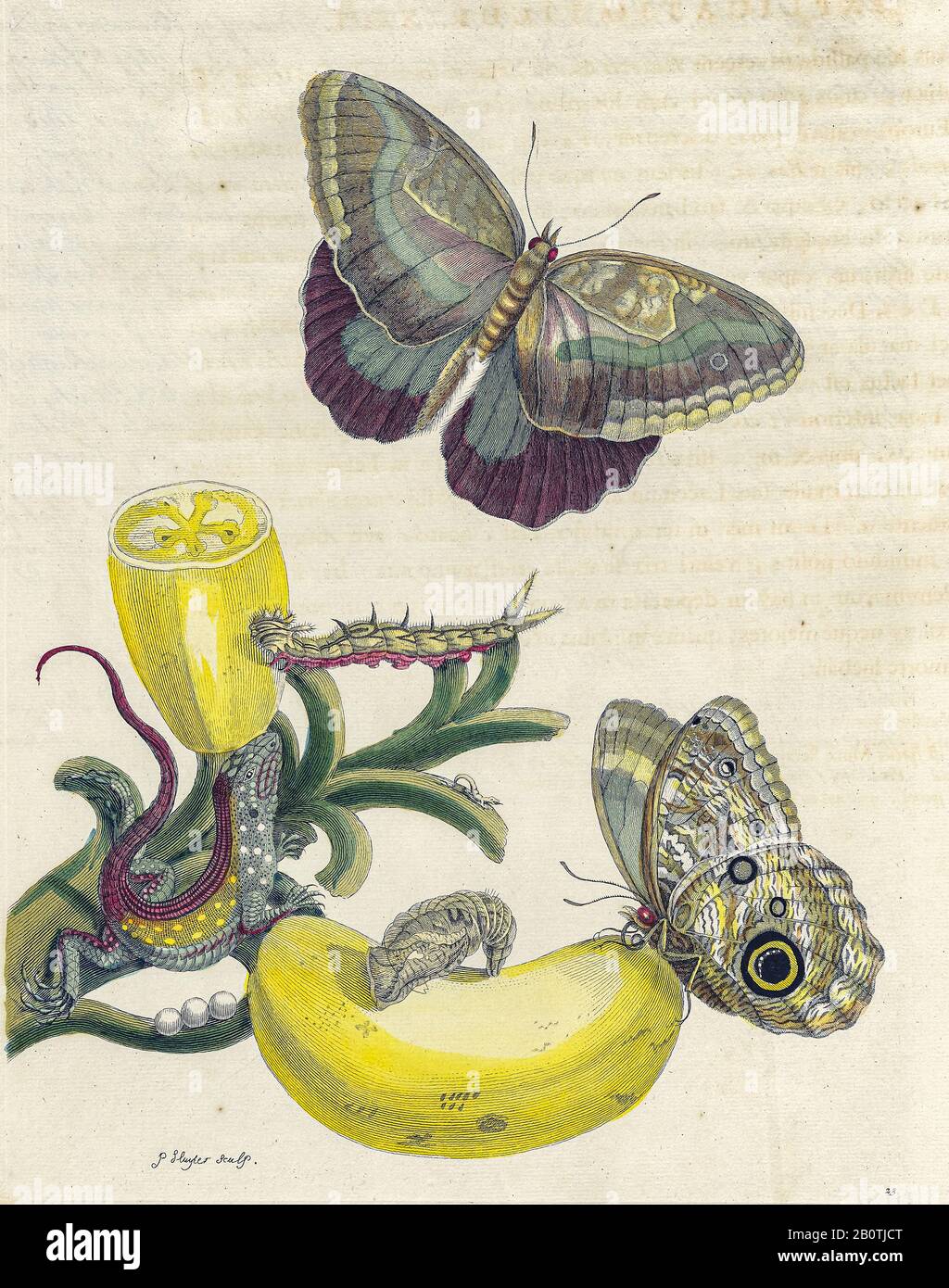 Plante et papillon de Metamorphosis insectorum Surinamensium (insectes du Surinam) Livre de Maria Sibylla Merian de couleur manuelle du XVIIIe siècle publié à Amsterdam en 1719 Banque D'Images