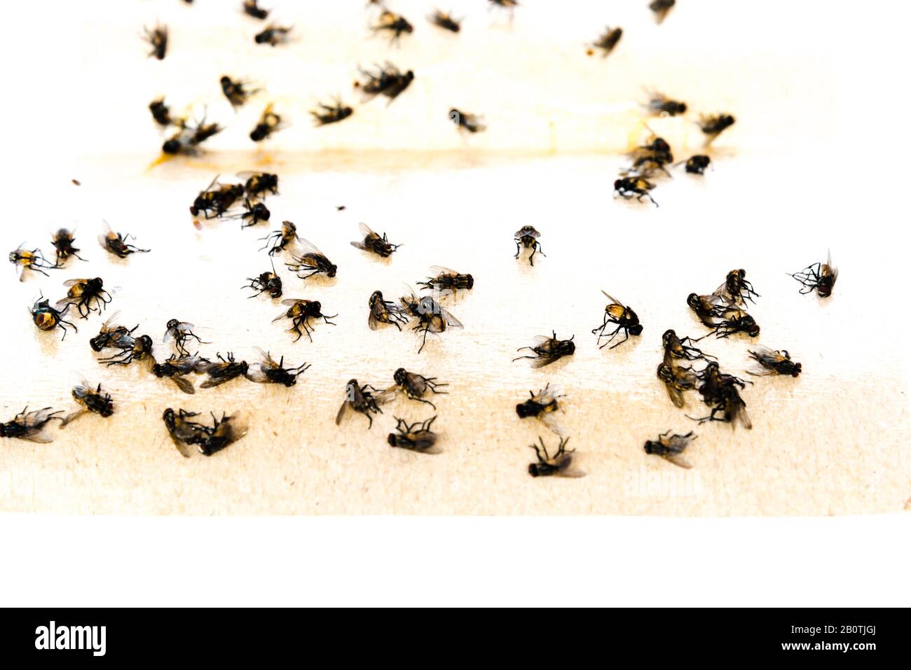 Ruban adhésif collant pour gros plan avec de nombreuses mouches coincées sur une surface extrêmement collante. Bac à papier isolé sur fond blanc. Méthode naturelle de collecte des insectes i Banque D'Images