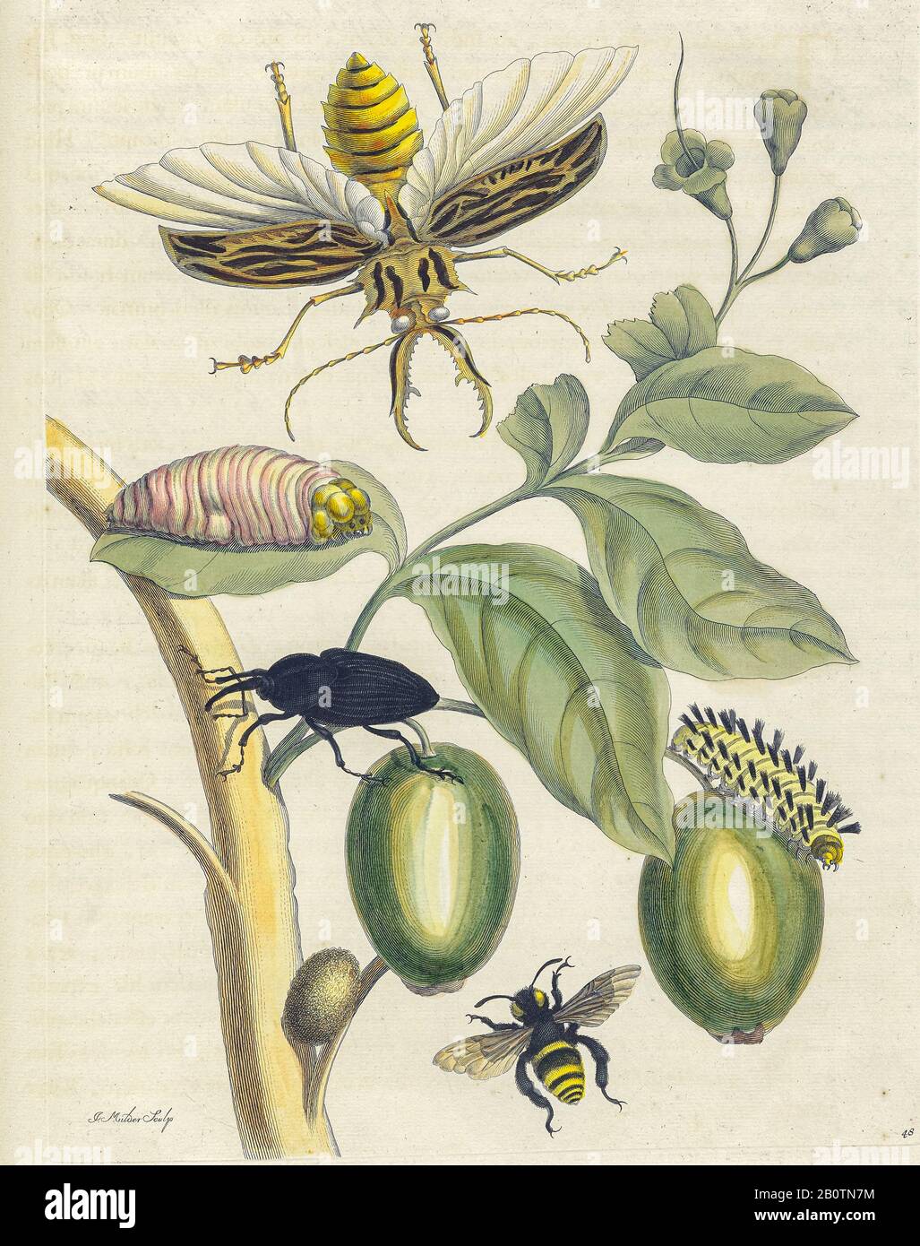 Les coléoptères la plante et le papillon de Metamorphosis insectorum Surinamensium (insectes du Surinam) un livre de Maria Sibylla Merian de couleur manuelle du XVIIIe siècle publié à Amsterdam en 1719 Banque D'Images