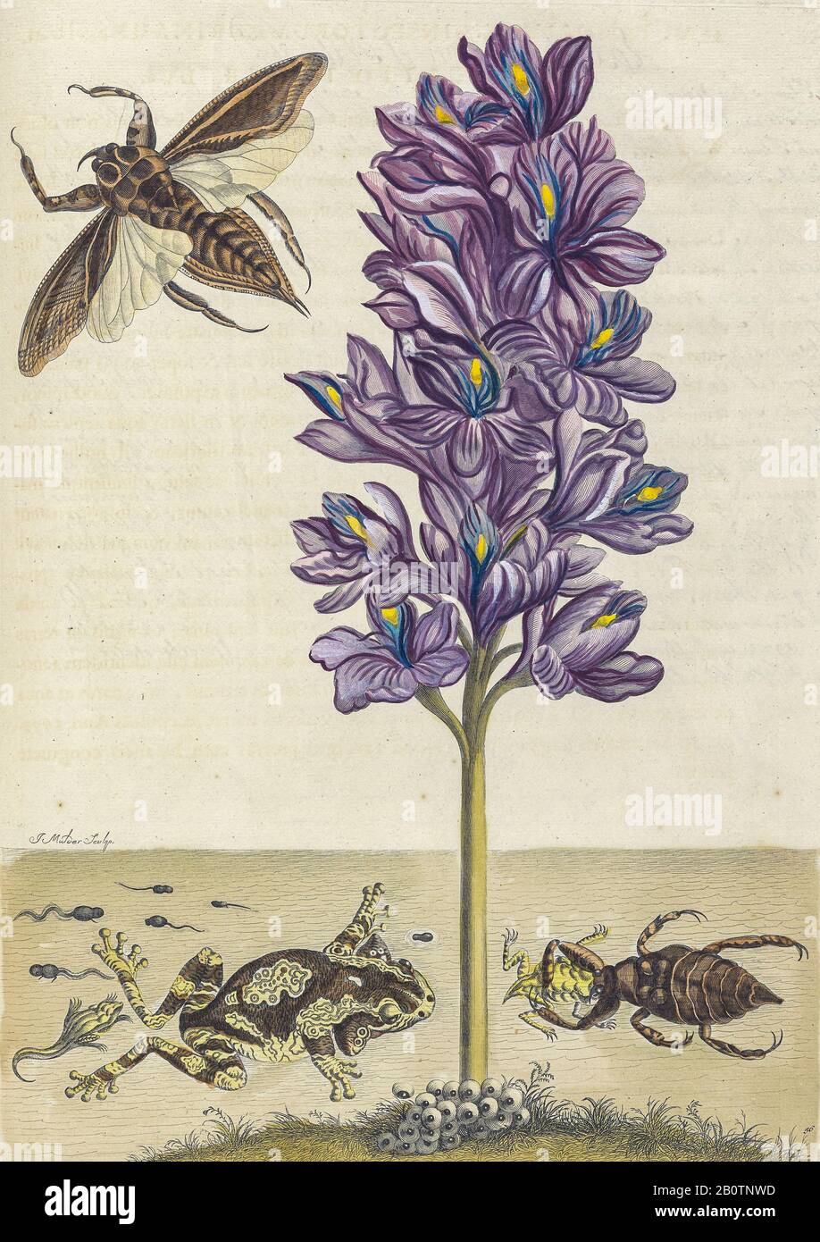 Cycle de vie des grenouilles de Metamorphosis insectorum Surinamensium (insectes du Surinam) Livre de Maria Sibylla Merian de couleur manuelle du XVIIIe siècle publié à Amsterdam en 1719 Banque D'Images