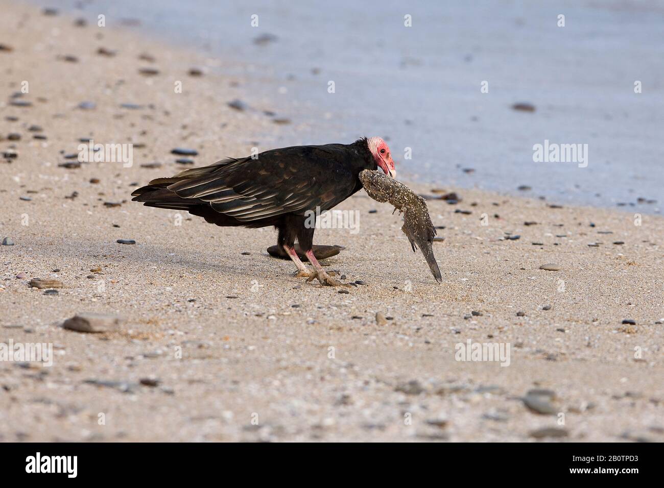 Urubu, Cathartes aura, manger un poisson, la Réserve de Paracas au Pérou Banque D'Images