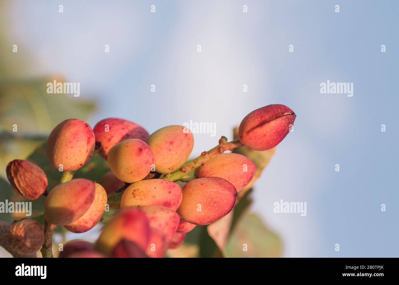 Détail des pistaches de mûrissement sur l'arbre Banque D'Images