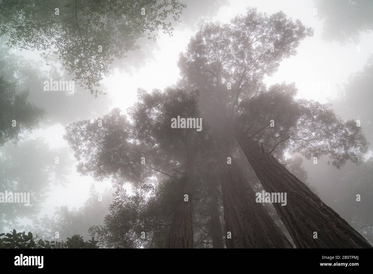 Les séquoias géants sont situés dans le nord de la Californie et évoquent des sentiments mystiques de fascination. Beaucoup d'arbres ont 300 ans. Banque D'Images