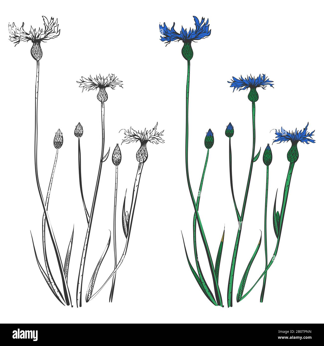 Silhouettes de fleurs de maïs et isolées colorées sur fond blanc. Fleur de couleur décorative, illustration vectorielle Illustration de Vecteur