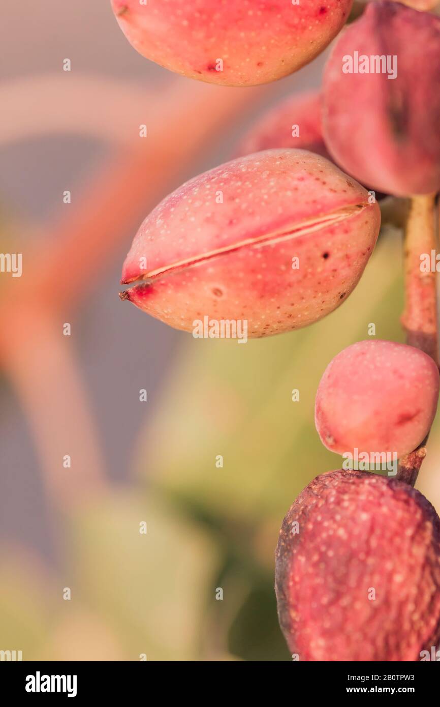 Détail des pistaches de mûrissement sur l'arbre Banque D'Images