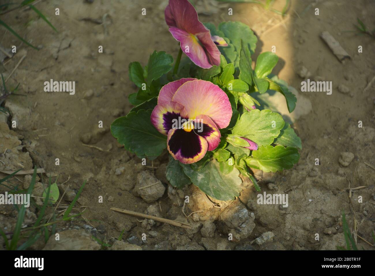 Gros plan d'une fleur de papillon pansy aussi connue sous le nom scientifique de sansy sauvage viola tricolor var. Hortensis croissant dans le jardin indien du Bengale occidental Banque D'Images