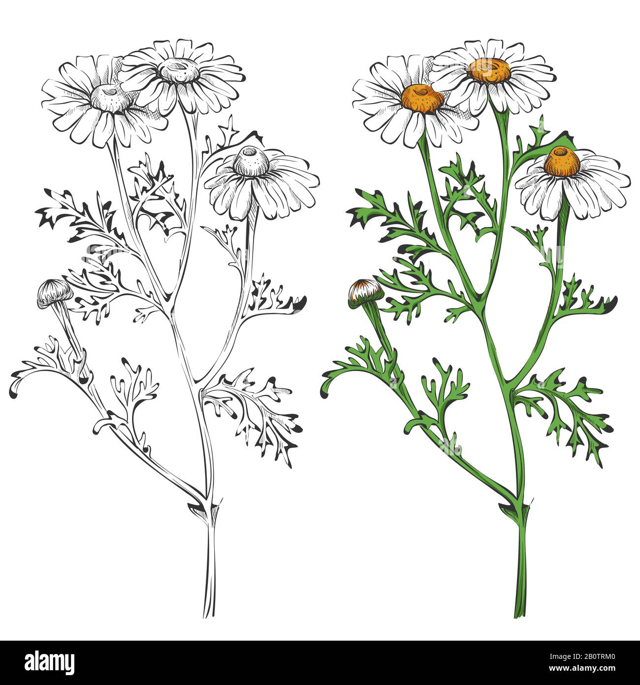 Silhouette de camomille et isolation colorée sur fond blanc. Fleurs nature floral, illustration vectorielle Illustration de Vecteur Silhouette de camomille et isolation colorée sur fond blanc. Fleurs nature floral, illustration vectorielle Illustration de Vecteur
