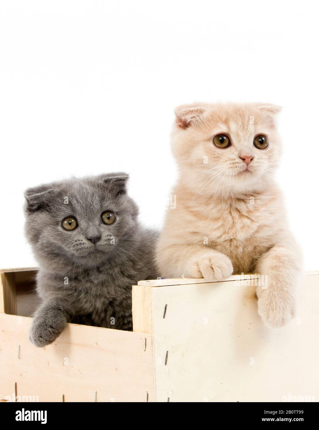 Scottish Fold Bleue Creme Chat Domestique Scottish Fold British Shorthair Et Tortoise Shell Noir British Shorthair Noir 2 Mois Chatons Photo Stock Alamy