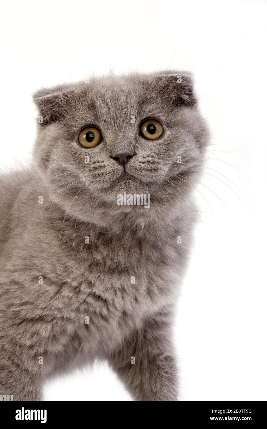 Scottish Fold Bleue Creme Chat Domestique Scottish Fold British Shorthair Et Tortoise Shell Noir British Shorthair Noir 2 Mois Chatons Photo Stock Alamy Scottish Fold Bleue Creme Chat Domestique Scottish Fold British Shorthair Et Tortoise Shell Noir British Shorthair Noir 2 Mois Chatons Photo Stock Alamy