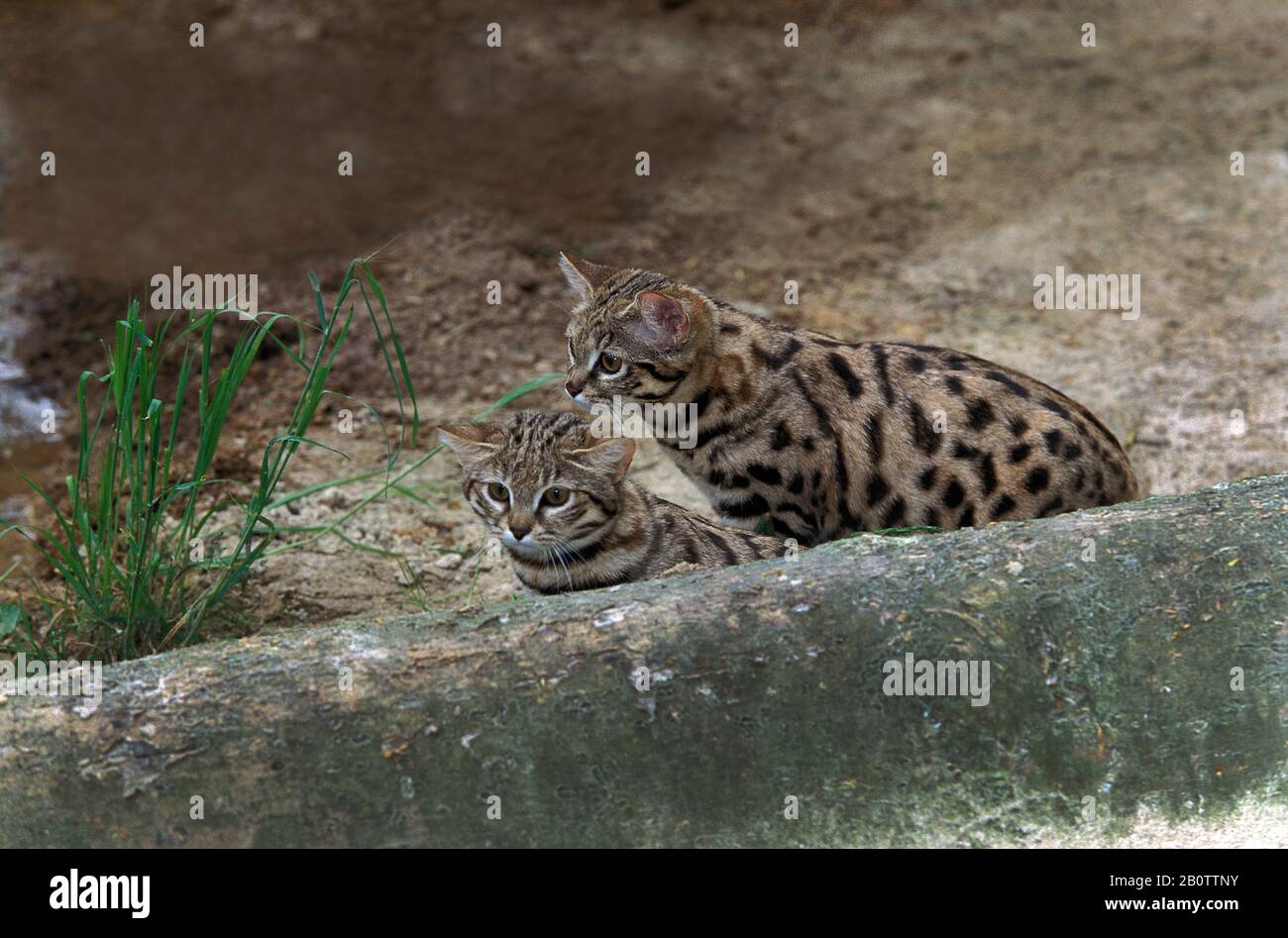 Black-footed Cat, felis nigripes, mère et son petit Banque D'Images