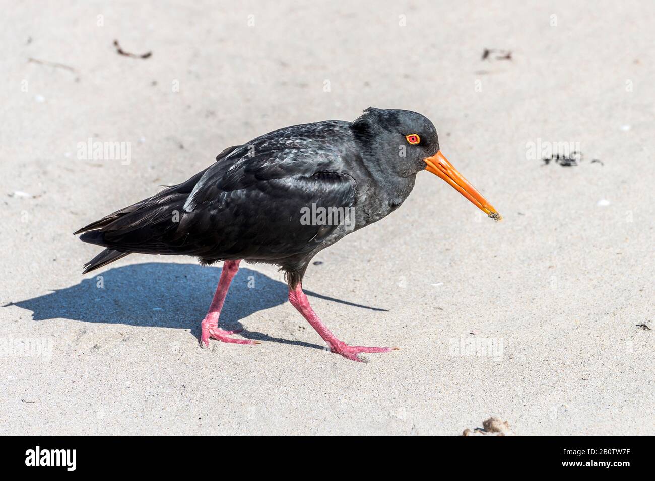 Variable Oystercatcher marchant sur le sable de la rive de l'océan , tourné en lumière de fin de printemps lumineuse à Pauanui, Coromandel, île du Nord, Nouvelle-Zélande Banque D'Images