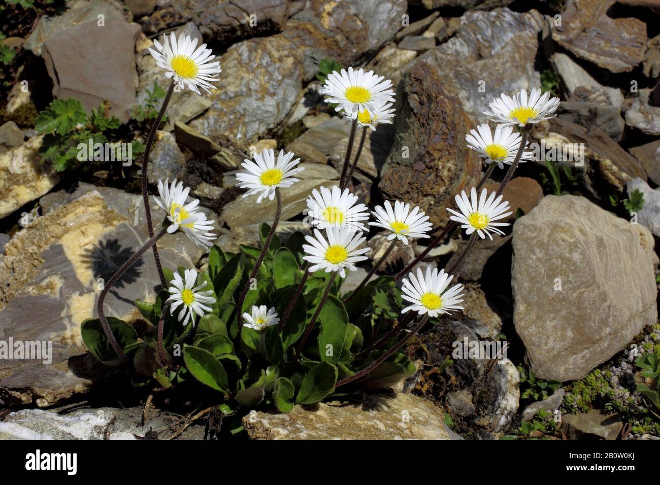 Alpenmasslieb, Aster bellidiastrum Banque D'Images