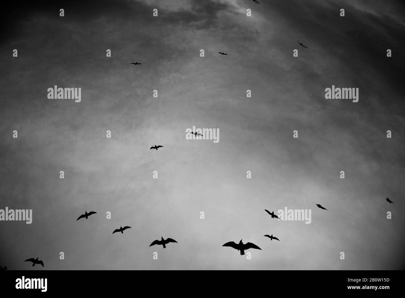 Silhouette d'oiseaux qui traversent un ciel gris surréel, noir et blanc Banque D'Images