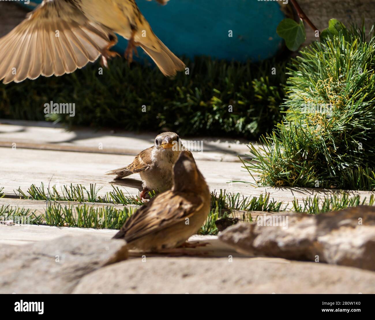 deux bébés oiseaux avec le père qui vole hors de l'attention Banque D'Images