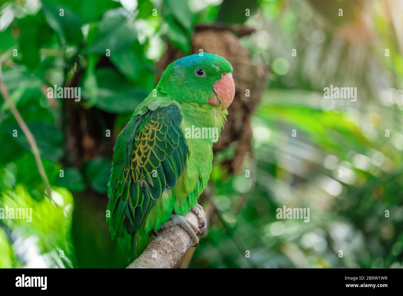 L'amazone bleue ou Tanygnathus lucionensis aussi, la couleur bleu-vert couronné, Parrot parrot Luzon, Philippines le perroquet vert ou comme picoy assis sur Banque D'Images