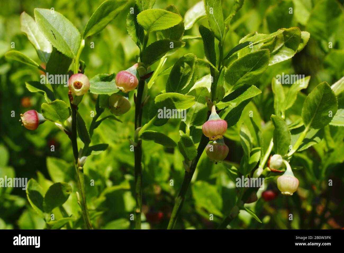 Heidelbeere, Vaccinium myrtillus Banque D'Images