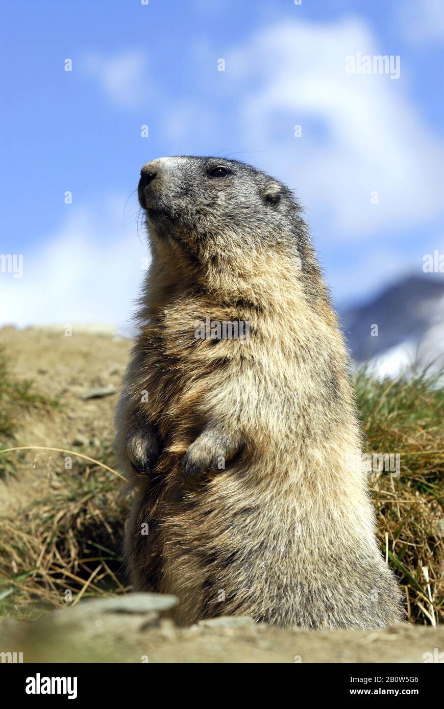 Alpenmurmeltier, (Marmota marmota), steht senkrecht, Banque D'Images