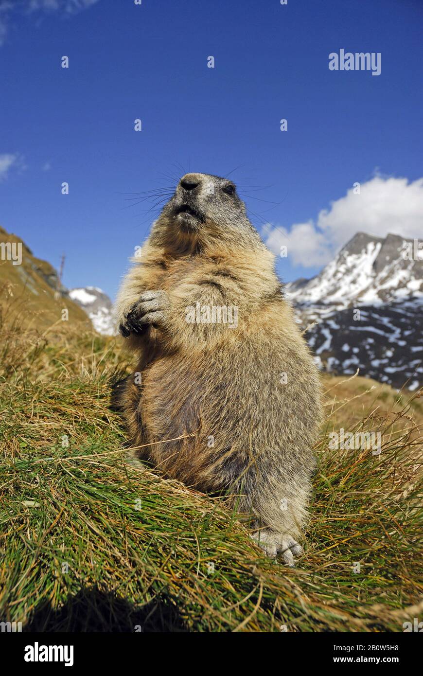 Alpenmurmeltier, (Marmota marmota), steht senkrecht, Banque D'Images
