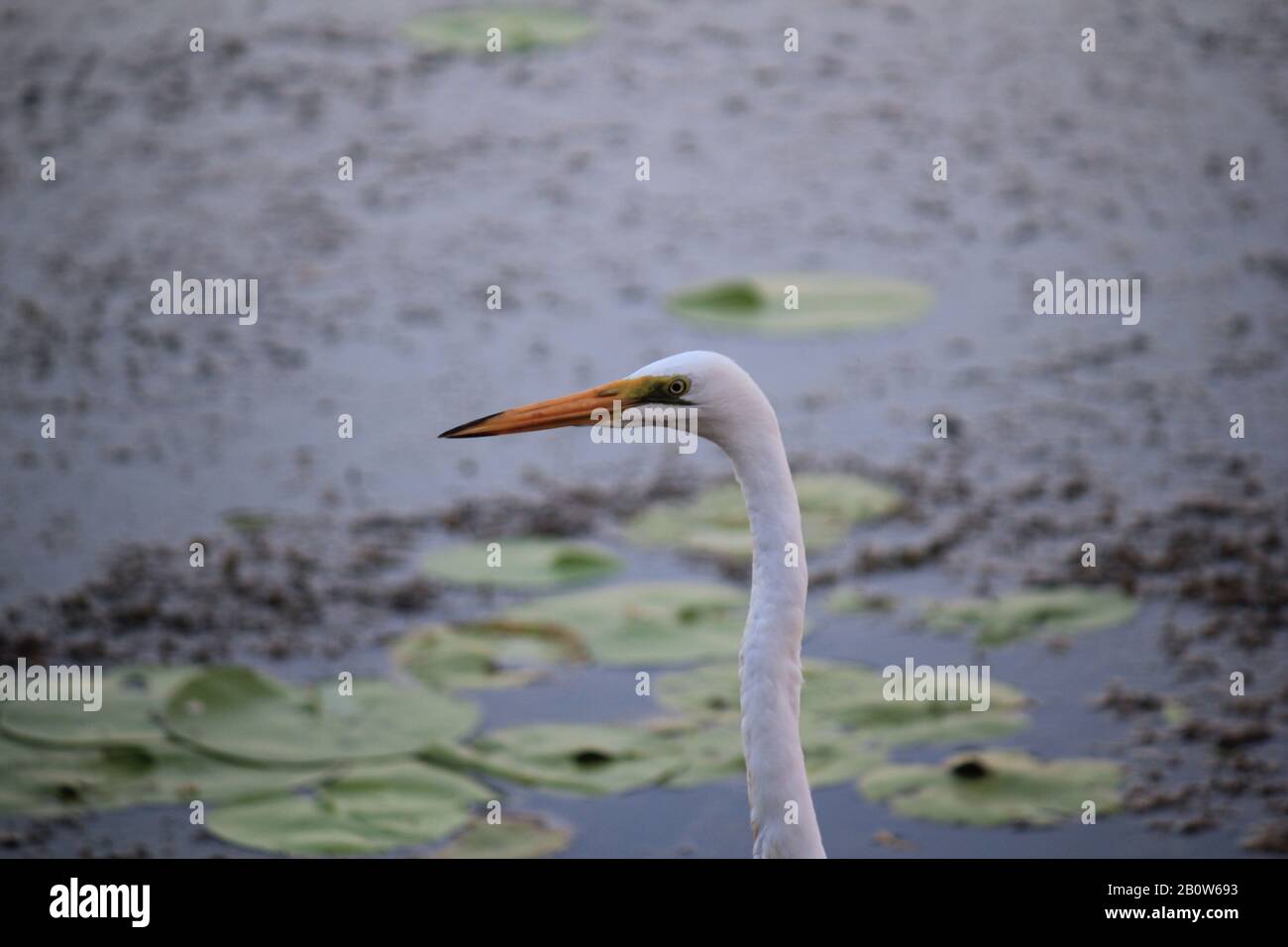 Grand aigrette de l'est, Kununurra Banque D'Images