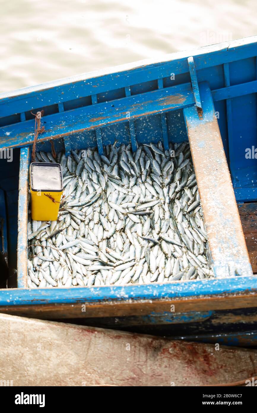 Bateaux bleus, port, Essaouira, Maroc Banque D'Images