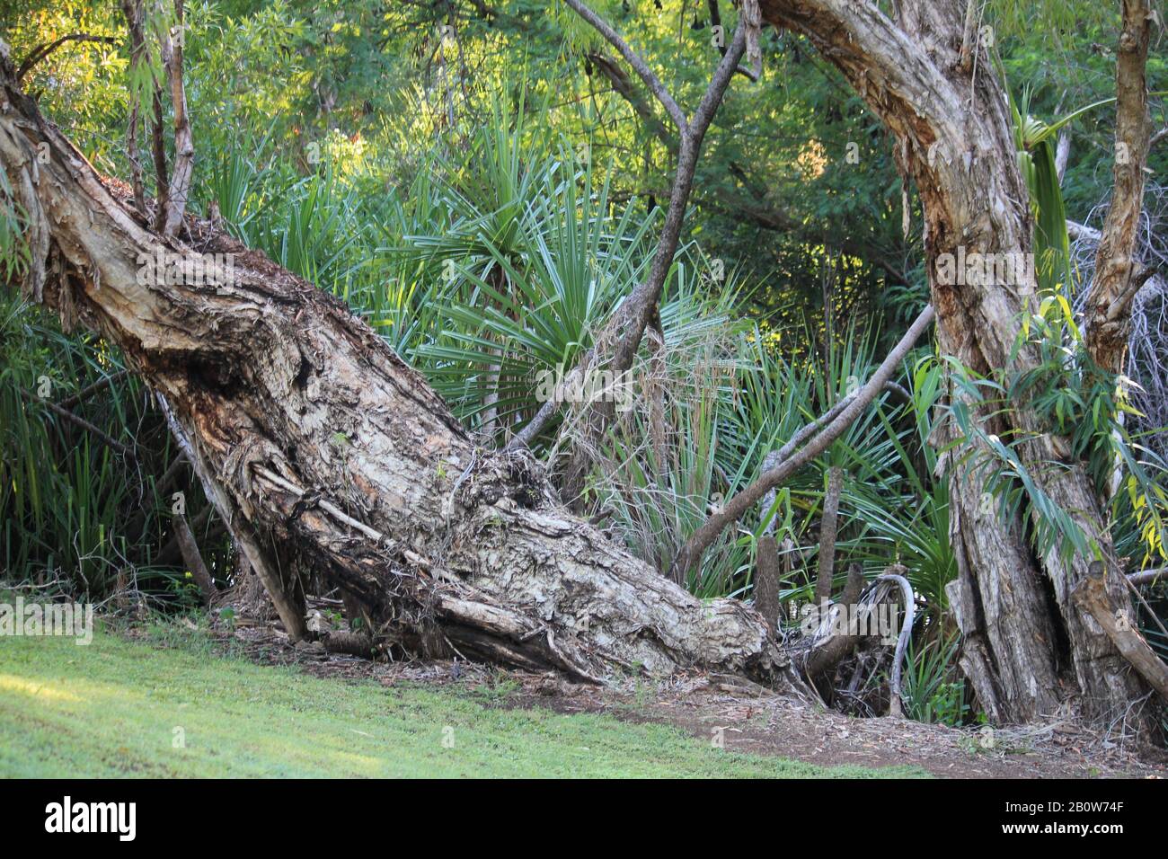Forêt sauvage Australie Banque D'Images