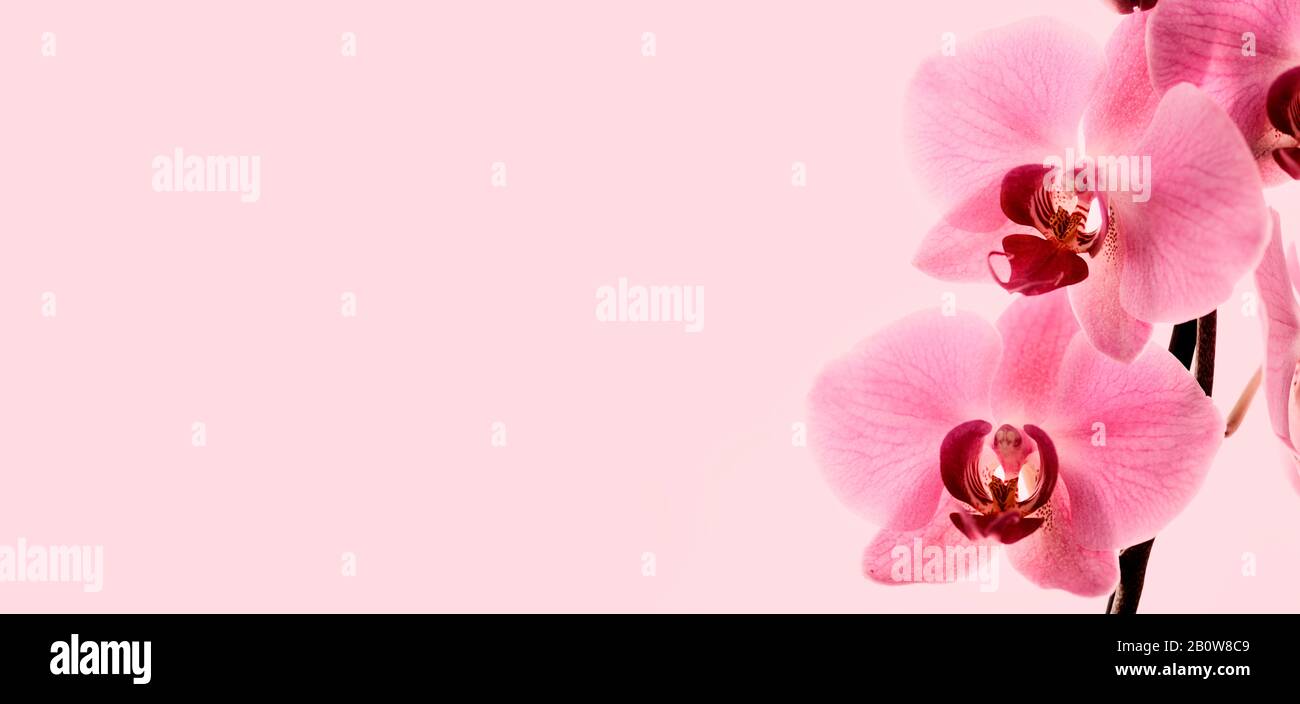 Gros plan de bordure de fleur d'orchidée rose floraison. Fond d'écran de jardin asiatique exotique. Macro photo de phalenopsis violet. Banque D'Images
