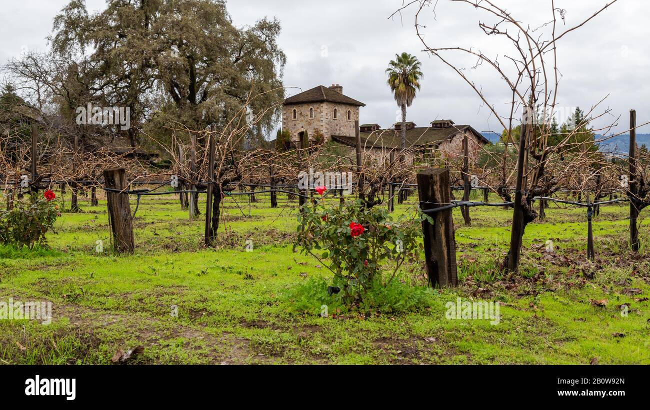 Vignoble de Napa Valley avec roses rouges pendant une journée d'hiver Banque D'Images